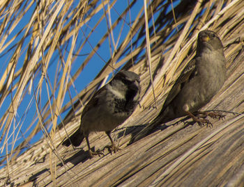 Close-up of bird perching on tree