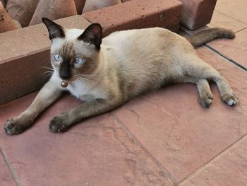 High angle view of cat lying on floor