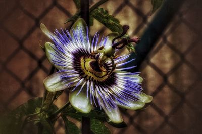 Close-up of purple flower blooming outdoors