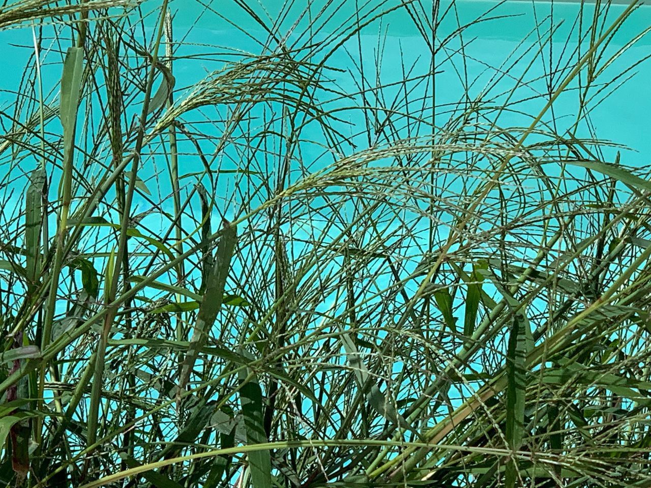 LOW ANGLE VIEW OF BAMBOO TREES AGAINST SKY