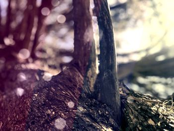 Close-up of tree trunk in forest