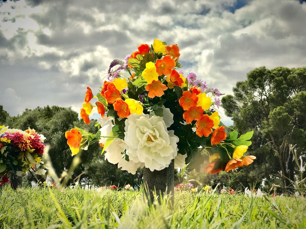 flower, nature, growth, beauty in nature, plant, fragility, no people, petal, field, flower head, blooming, freshness, day, cloud - sky, outdoors, sky, close-up