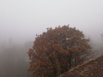 Trees against sky during winter
