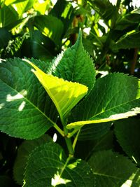 Close-up of fresh green plant