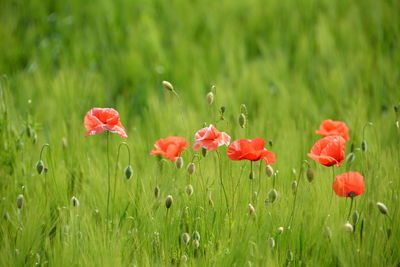 Red poppy flowers blooming in field