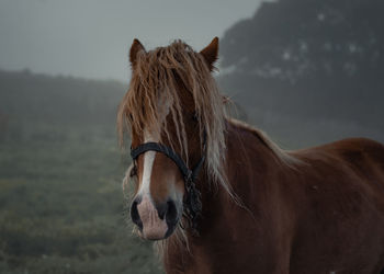 Close-up view of horse horse pony eyes snout in haze fog foggyhorse standing against sky curly hair