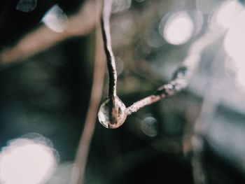 Close-up of frozen plant