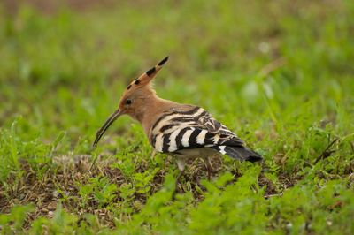 High angle view of hoopoe perching on field