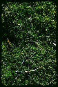 Full frame shot of trees