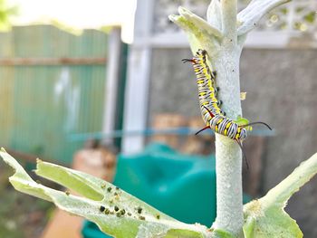 Close-up of insect perching on flower
