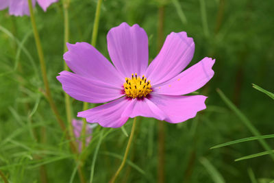 Close-up of pink cosmos flower on field