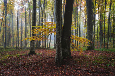 Trees in forest during autumn