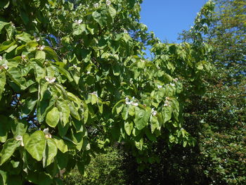 plant