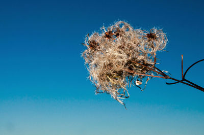 Low angle view of flowering plant against blue sky