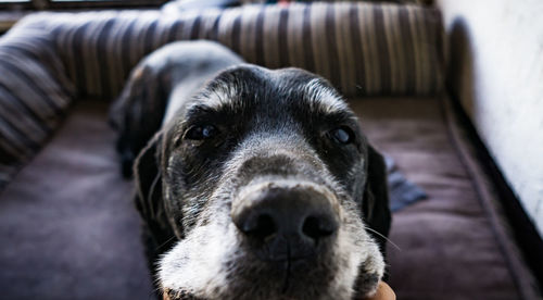 Close-up portrait of black dog at home