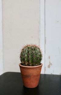 Potted plant on table against wall