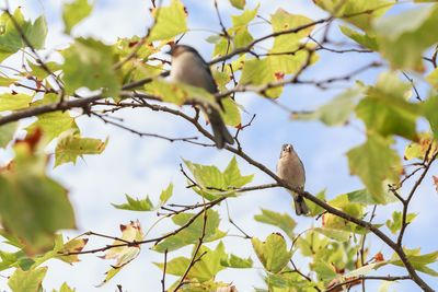 Low angle view of bird perching on tree