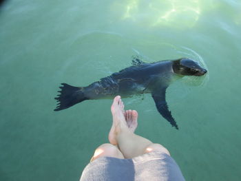 Low section of feat against sea lion in water