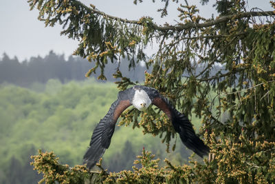 Bird flying over a tree