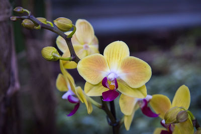 Close-up of yellow orchid flowers