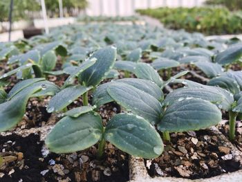 Close-up of plants