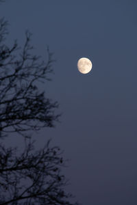 Low angle view of tree against sky at night