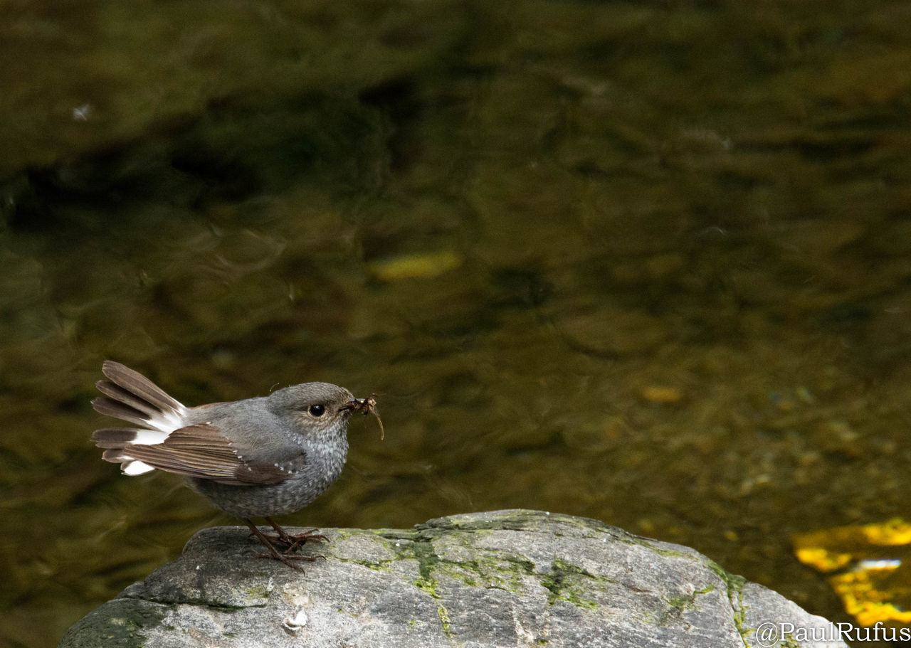 CLOSE-UP OF BIRDS PERCHING ON ROCK