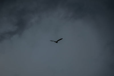 Low angle view of bird flying in sky