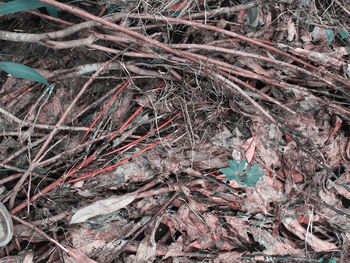 Full frame shot of dry leaves on ground