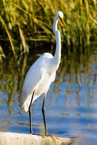 White heron against lake