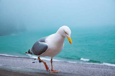 Seagull perching on retaining wall