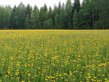 Scenic view of oilseed rape field against trees