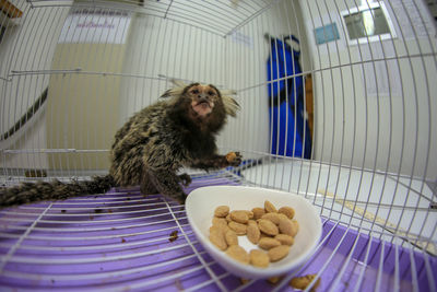 Close-up of infant in cage