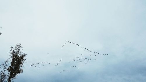 Low angle view of birds flying against sky