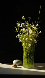 Close-up of white flower in vase against black background