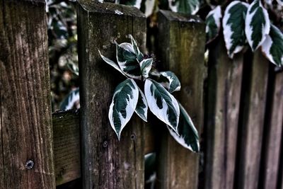 Close-up of plant hanging on wooden door