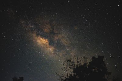 Low angle view of tree against sky at night