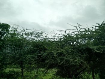 Low angle view of trees in forest against sky