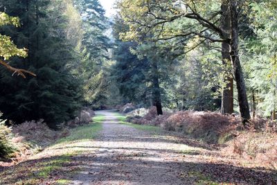 Road amidst trees in forest