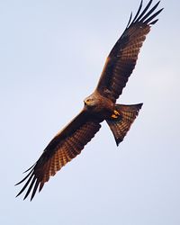 Low angle view of eagle flying in sky