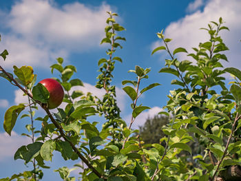 Low angle view of fruits growing on tree against sky