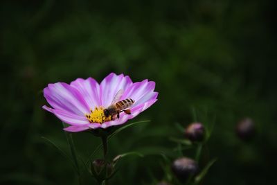 Close-up of bee pollinating flower