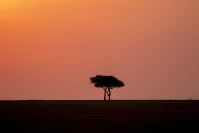 Single tree in sunset on a savanna in africa