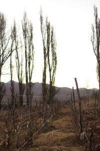 Bare trees on field against clear sky