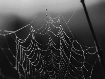 Close-up of spider web