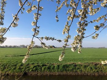 Trees on field against sky