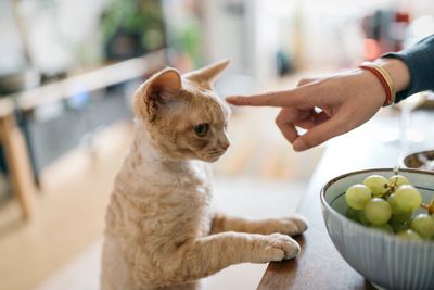 Cropped hand pointing at kitten on table