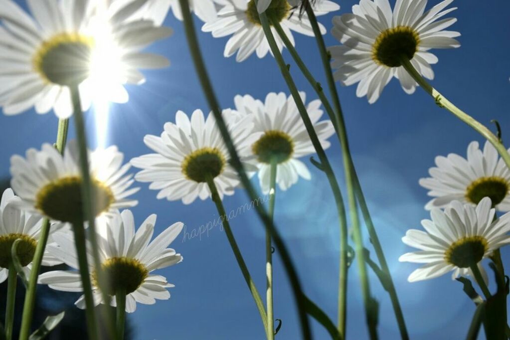 LOW ANGLE VIEW OF WHITE DAISY FLOWERS