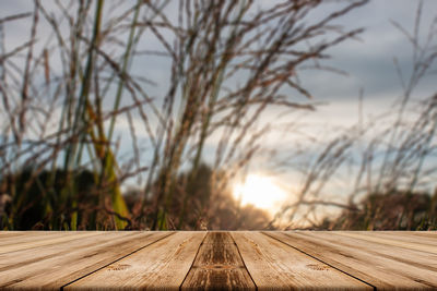 Boardwalk amidst plants against sky during sunset