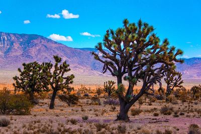 Trees on landscape against blue sky